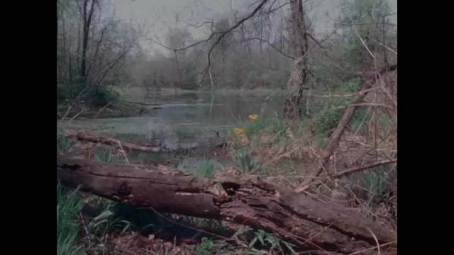 1970s: Water with fallen tree trunk. Frog on tree trunk.