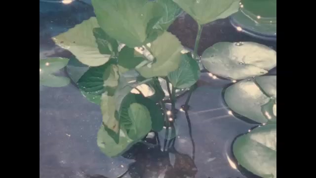1970s: Water lilies in pond.