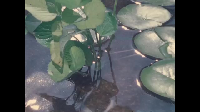 1970s: Water lilies in pond. Turtle.