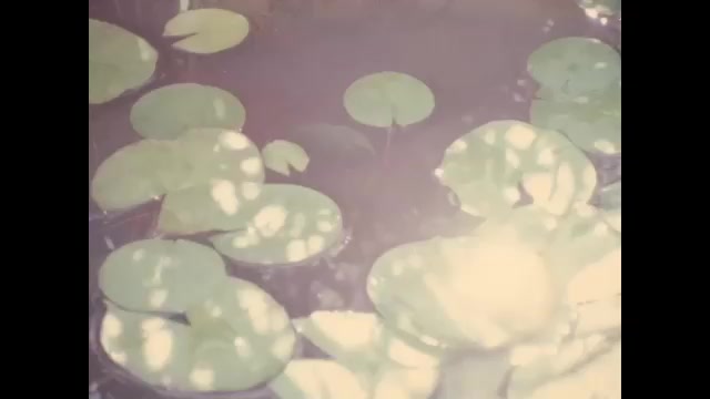 1970s: Water lilies in pond.