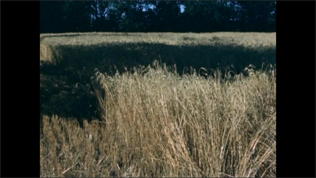1800s: Horse pulling harvesting machine, farmer raking out cut wheat. Field of wheat. Film slate. Field of cut wheat.