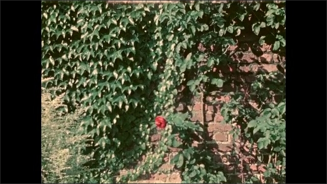 1950s: View of rose by wall. Long shot of men walking by stream.
