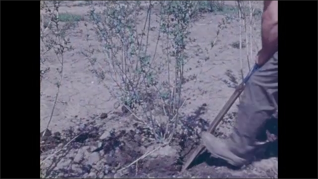 1970s: Tree with exposed roots.  Man digs up plant with shovel.