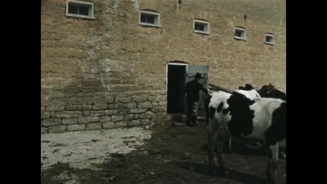1850s: Cows walk into barn. Man shuts barn door.