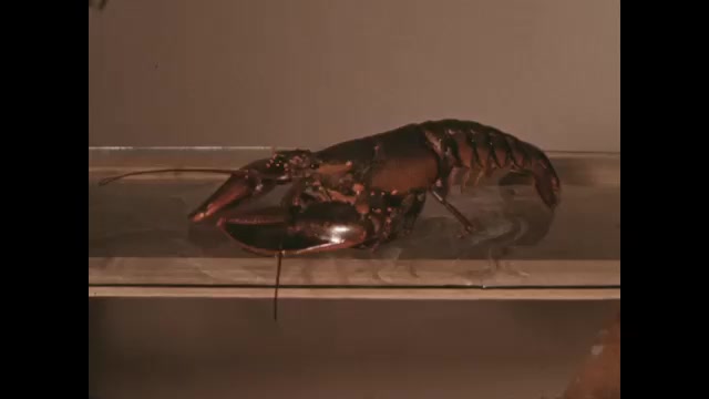 1850s: Lobster. Small animals swim in water.