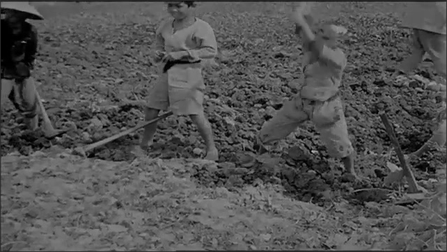 1940s: Man working in field. Kids working in field. Blade chopping soil, hand picks up vegetable. 