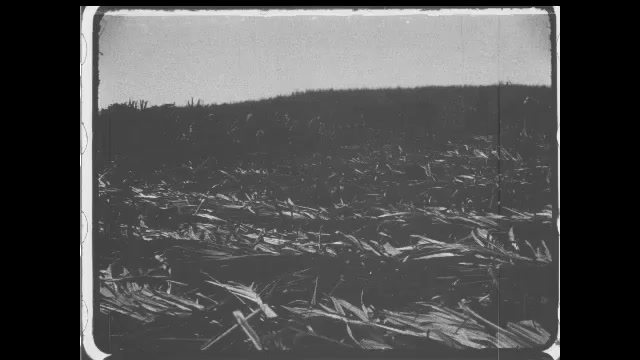 1910s: Sugar canes laid down on field. Intertitles. People cut down sugar canes on field. Intertitles.
