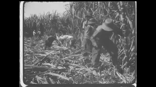 1910s: People work cutting down sugar canes on field. Intertitles. Person carries bundle of sugar canes on shoulder, drops them on pile on field. Intertitles.