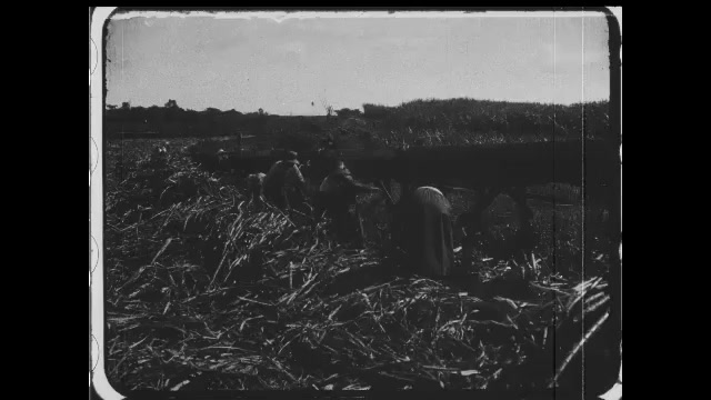 1910s: People process sugar cane, place stalks on water chute that travels over valley. Intertitles.