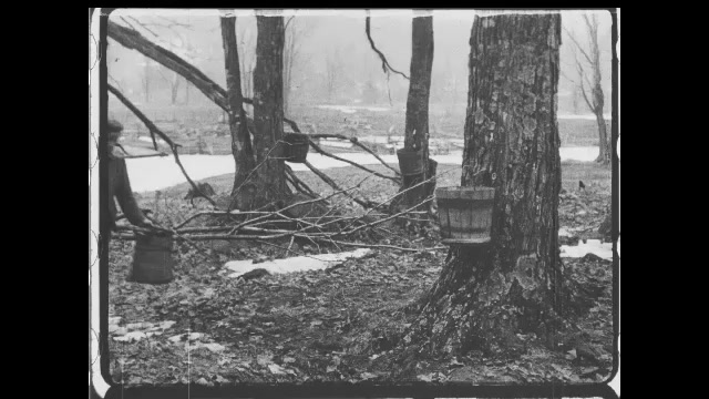 1910s: Person carries pots to trees in forest, dumps buckets collecting sap from trees into pot. Intertitles. Men boils syrup in pots over fire. Intertitles.