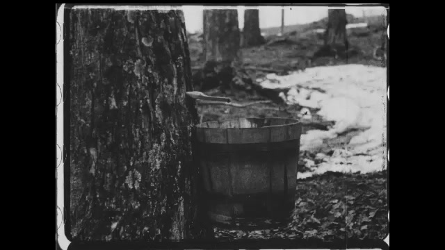 1910s: Boy removes bucket from tree, sucks syrup from spout in side of tree. Intertitle cards. People place buckets on trees to collect maple syrup.