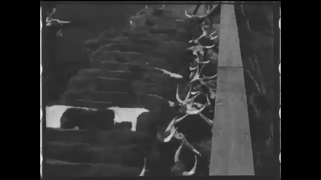 1910s: Cattle at a feed trough. Cattle in pens. Cattle go up a ramp. Cattle pause on the ramp. Intertitle.