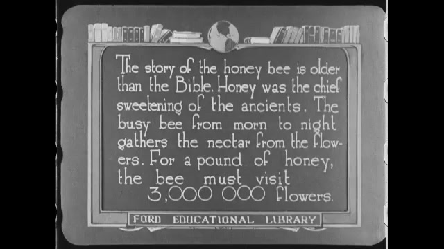 1910s: Bee crawls across flowers. Bee flies from flower to flower on bush.