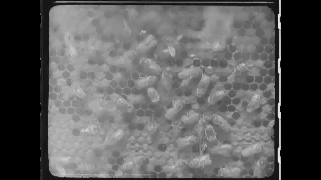 1910s: Bees crawling around a honeycomb. Pencil poking crawling bees. Hand holding queen bee in fingers. 