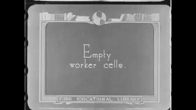 1910s: Hand holding pencil, pointing at empty cells in honeycomb. Bees flying, crawling on honeycomb. 