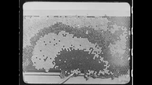 1910s: Hand holding pencil, pointing at full cells in honeycomb. Bees flying, crawling on honeycomb. Hand holding bee in fingers.