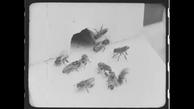 1910s: Bees carrying pollen into small hole, flying out. Hands using tool pointing at pollen bees carrying on legs. Orchard in bloom. Flowers.