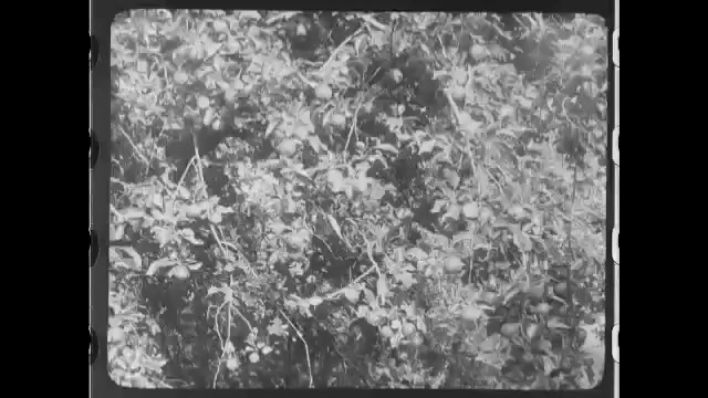 1910s: Apples hanging on trees in orchard. Apple hanging. Bees flying into, crawling out of small hole, carrying out non-moving bee.