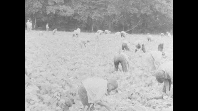 1930s: People on field, picking crops.