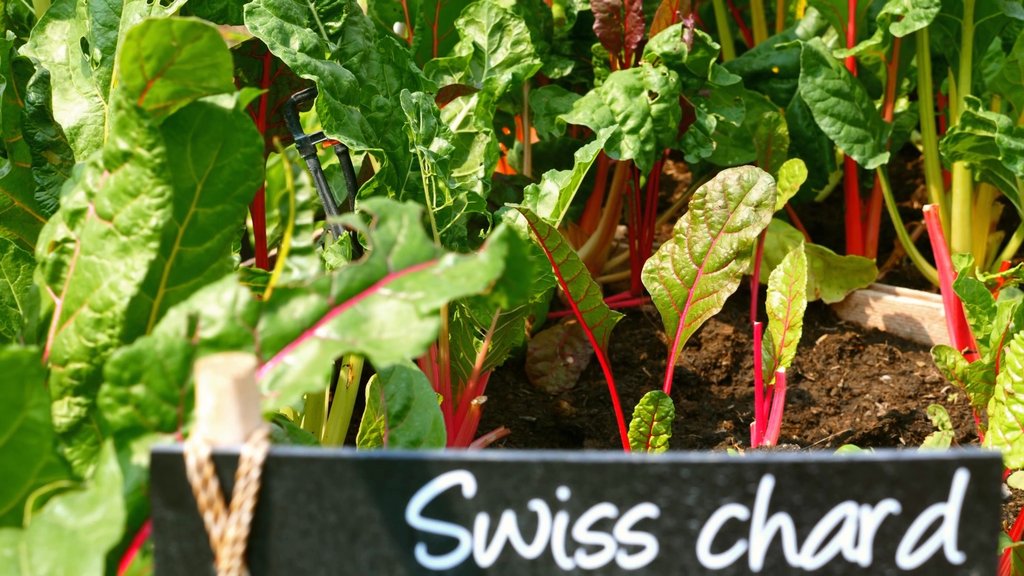 Swiss Chard: The Underrated Superfood You Need Now