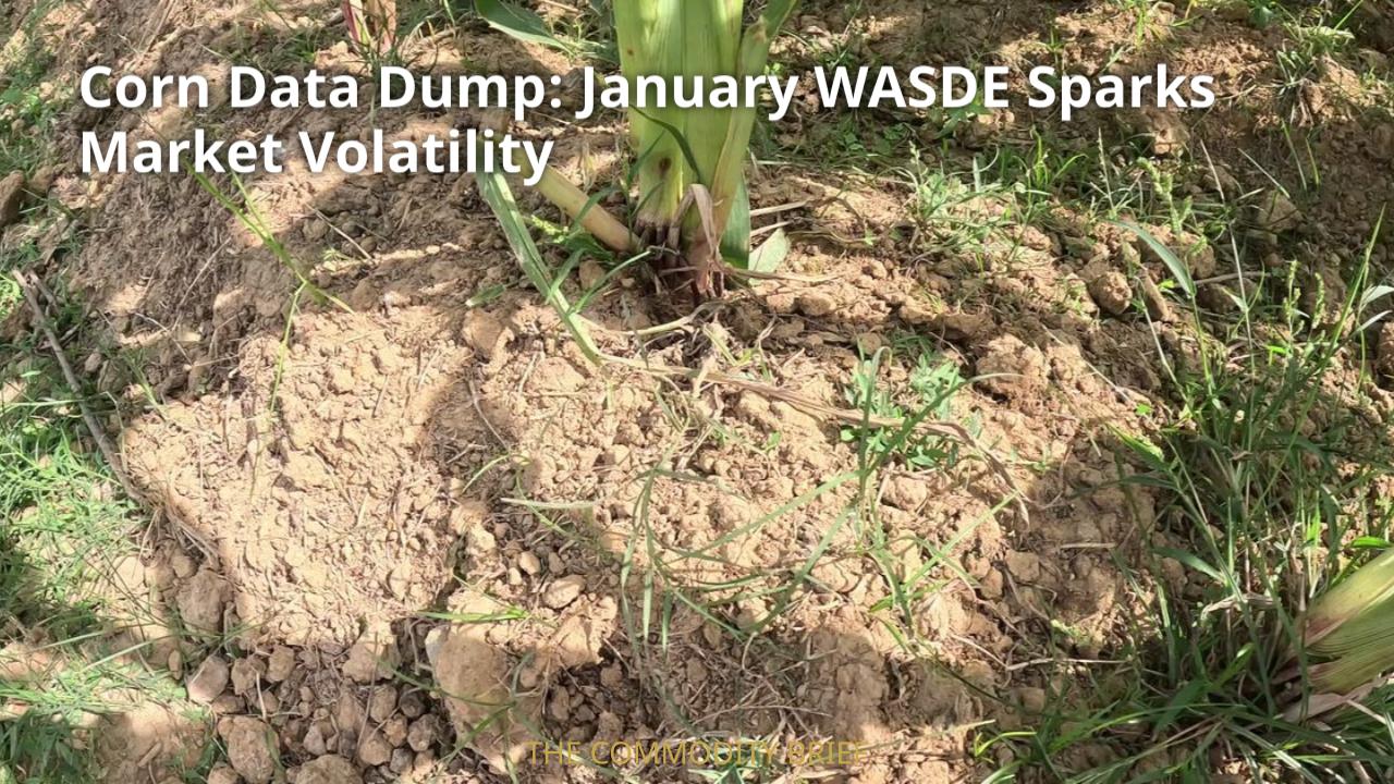 Corn Data Dump: January WASDE Sparks Market Volatility