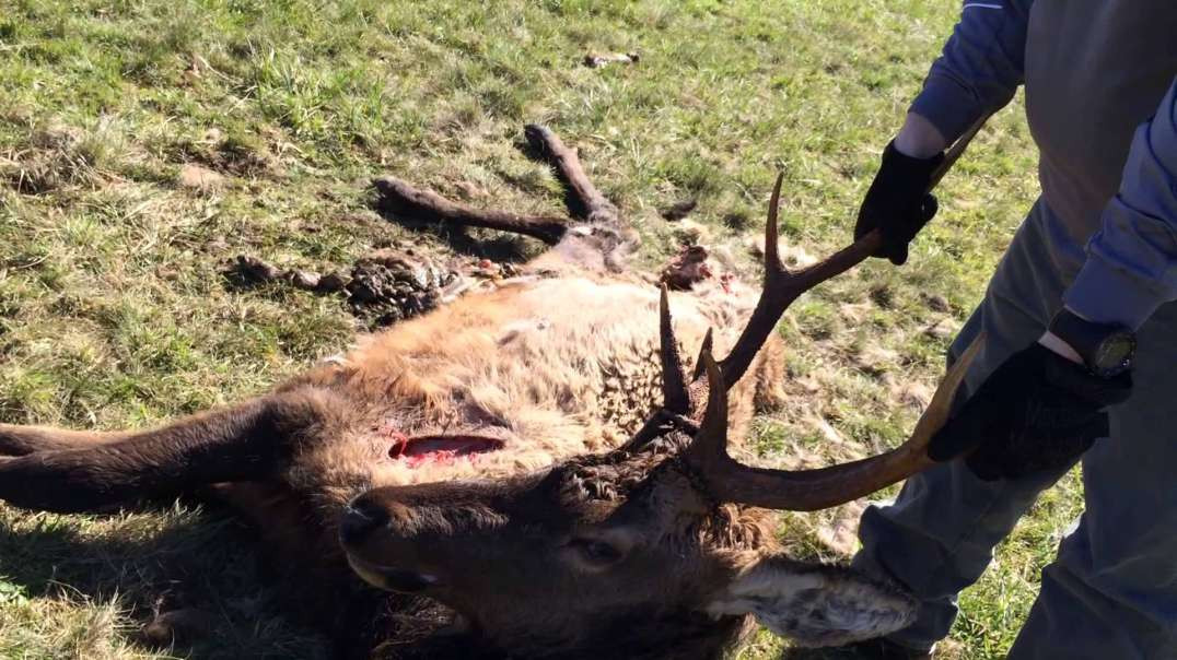 Graphic Content: Hoof rot and Coyotes kill an elk and we check it out.
