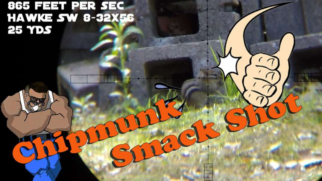 Chipmunk Smack Shot #1