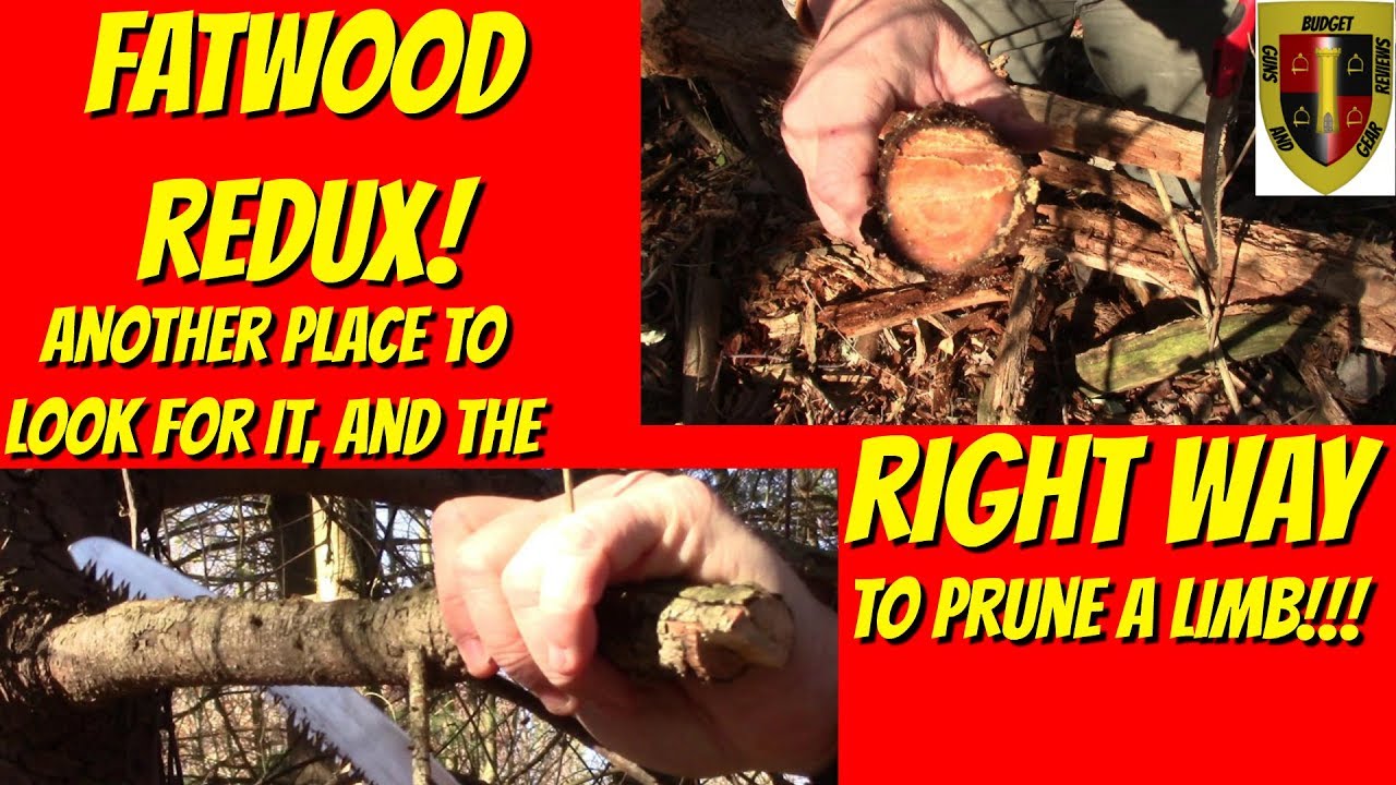 Fatwood Redux!  A better place to look, and the RIGHT way to prune a limb!