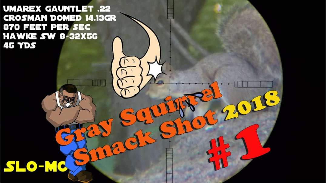 Gray Squirrel Smackshot #1 of 2018