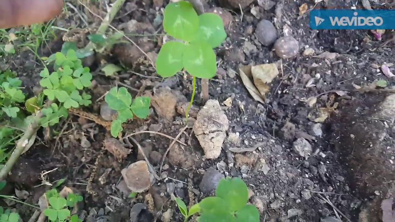 How rare are 4 leaf clovers