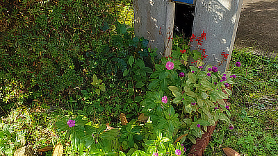 Pink flowers in a bush.