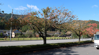 Leaves starting to turn.