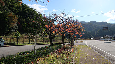 Trees dropping their leaves along the road.