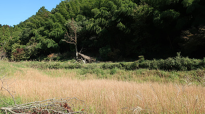 Old shack at edge of woods.