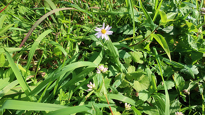 Small flowers in the grass.