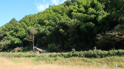 Collapsed shed at the edge of the woods.