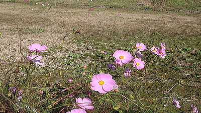 Pink flowers through a rope fence.