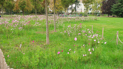 A field of pink and red flowers.