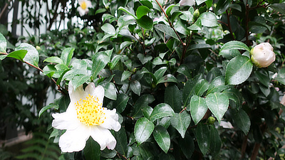 A large, white flower with dark green leaves.