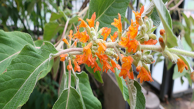 A collection of small, bright orange flowers.