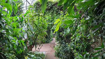 View of a pathway through the botanical gardens.