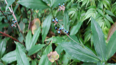 Small, dark blue berries on a bush.