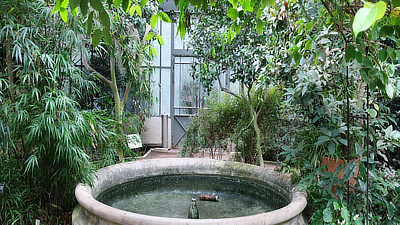 An empty fountain surrounded by foliage. 