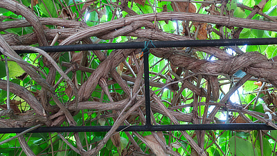 Vines grown around and into a metal framework.