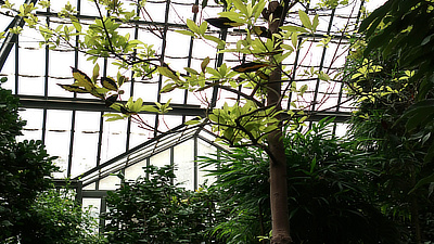 Light leaves against a glass roof.