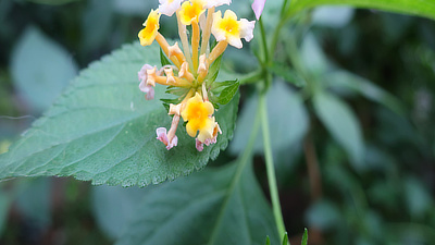 Small, delicate orange and pink flowers on a vine.