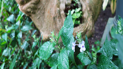 A tree trunk and small purple flower.