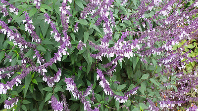 A bush of purple, bell-shaped flowers outside the botanical garden.