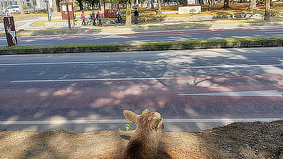 A deer naps near the road in Nara's Deer Park.