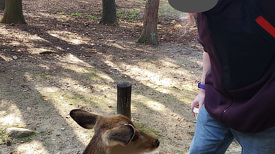 John meets a deer in Nara's Deer Park.